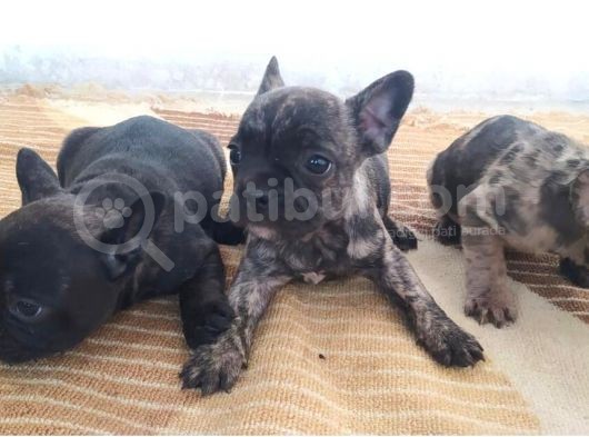 Exotic French Bulldog Yavrular görsel