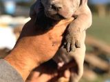 Safkan Pitbull Yavrularımız