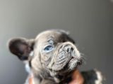A Kalite Saf Kan French Bulldog