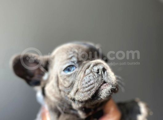 A Kalite Saf Kan French Bulldog görsel