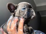 A Kalite Saf Kan French Bulldog