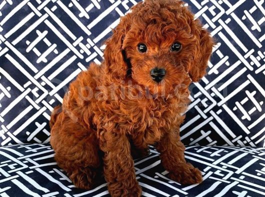 Red Brown Toy Poodle Yavrularimiz görsel