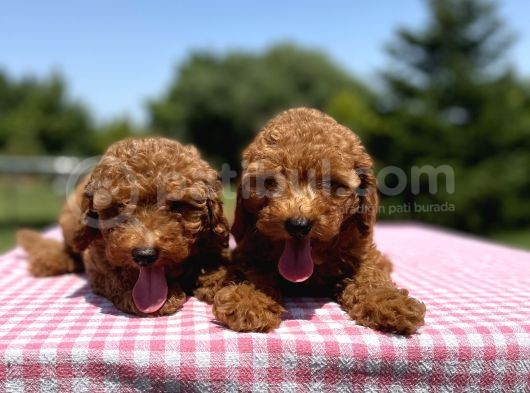 Red Brown Toy Poodle Yavrularimiz görsel