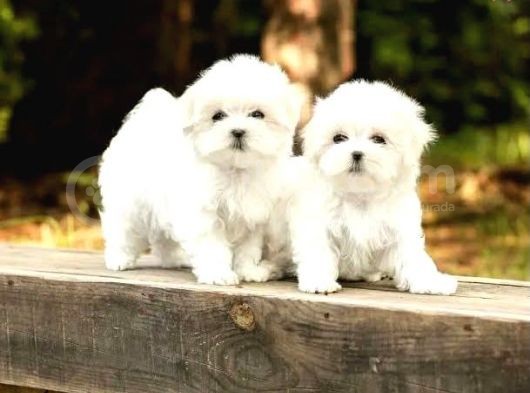 Maltese Terrier