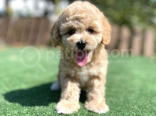 Muhtesem Guzellikte Toy Poodle Yavrularimiz