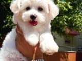 Maltese Terrier Oğlumuz Mario