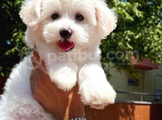 Maltese Terrier Oğlumuz Mario