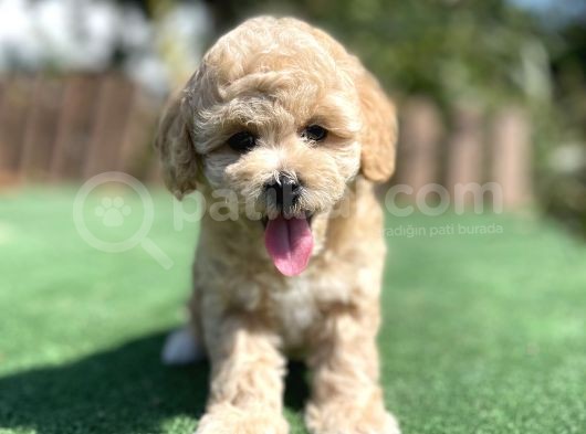 Muhtesem Guzellikte Toy Poodle Yavrularimiz görsel