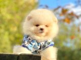 Safkan Teddy Face Pomeranian Boo Yavrularımız