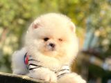 Safkan Teddy Face Pomeranian Boo Yavrularımız