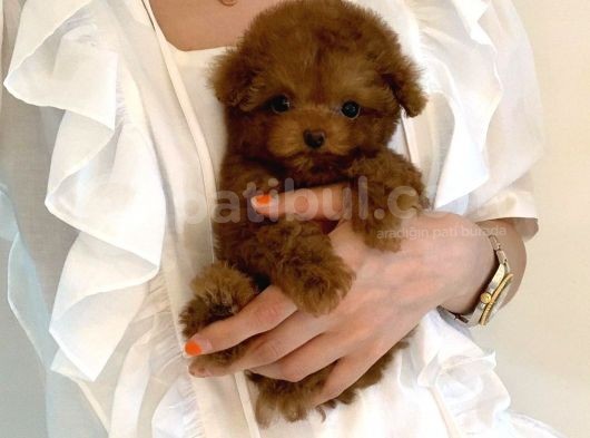 Mini Safkan Red Brownn Toy Poodle Yavrularimiz görsel