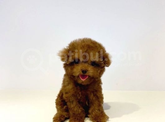 Mini Safkan Red Brownn Toy Poodle Yavrularimiz görsel