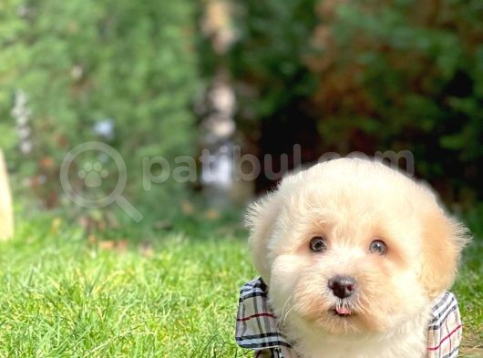 Maltese Terrier Miniboy görsel