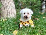 Maltese Terrier Oğlumuz Mario