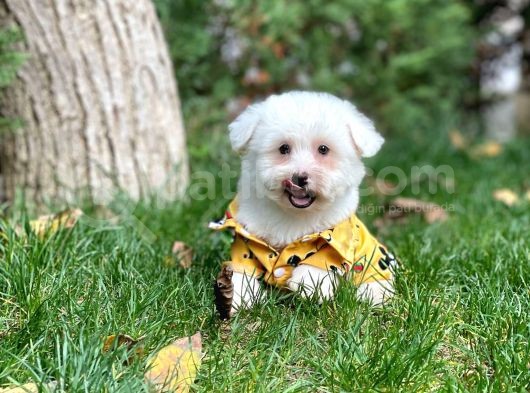 Maltese Terrier Oğlumuz Mario görsel
