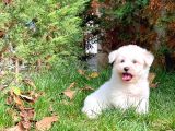 Maltese Terrier Yavrularımız