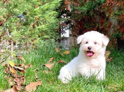 Maltese Terrier Yavrularımız
