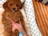 Toy Poodle Oğlumuz Alex