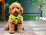 Toy Poodle Oğlumuz Alex