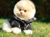 Irk ve Sağlık Garantili Pomeranian Boo Yavrularımız