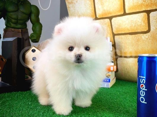 Ayı Surat Pomeranian Boo Yavrularımız görsel