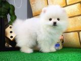 Ayı Surat Pomeranian Boo Yavrularımız