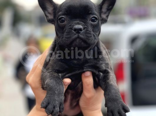 Show Kalite French Bulldog Yavrularimiz görsel