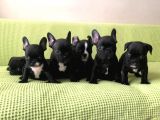 French Bulldog Blue Taşıyıcı Bebekler 3 Di̇şi̇ 4 Erkek