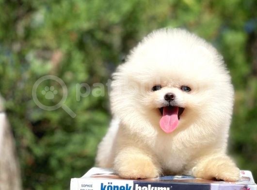 Irk Ve Sağlık Garantili Pomeranian Boo Yavrularımız görsel