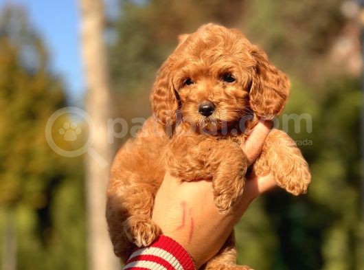 Bebek Surat Toy Poodle Yavrular görsel