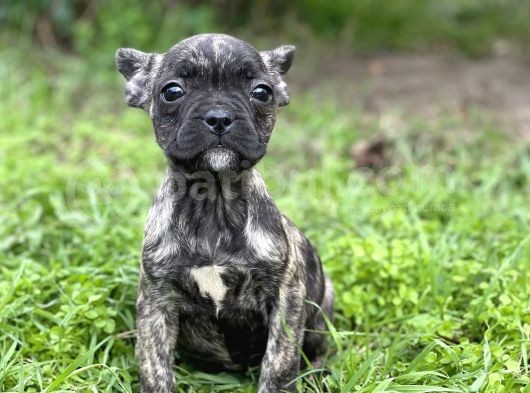 Bebek Surat French Bulldog Yavrularimiz görsel