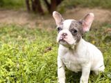 Muhtesem Surat French Bulldog Yavrularimiz