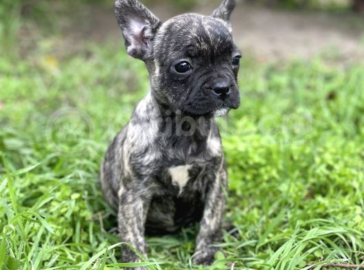 Bebek Surat French Bulldog Yavrularimiz
