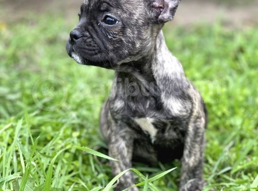 Bebek Surat French Bulldog Yavrularimiz görsel