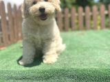 Apricot Poodle Bebeklerimiz