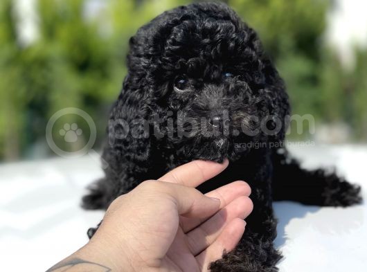 Siyah Küt Burun Toy Poodle Bebekler görsel