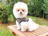 Satılık Pomeranian Boo Teddy Bear Yavrular