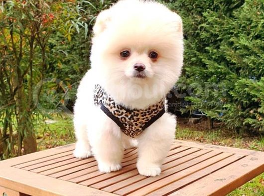 Satılık Pomeranian Boo Teddy Bear Yavrular görsel
