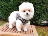 Satılık Pomeranian Boo Teddy Bear Yavrular