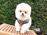 Satılık Pomeranian Boo Teddy Bear Yavrular