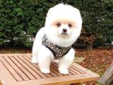 Satılık Pomeranian Boo Teddy Bear Yavrular