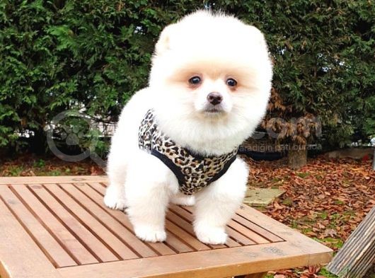 Satılık Pomeranian Boo Teddy Bear Yavrular görsel