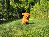 Red Toy Poodle Yavrumuz