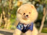 Safkan Teddy Surat Pomeranian Boo Yavrularımız