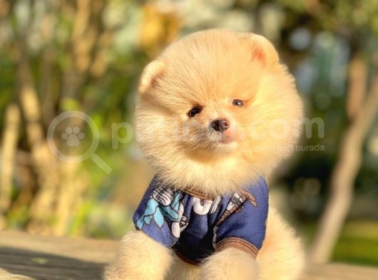 Safkan Teddy Surat Pomeranian Boo Yavrularımız görsel