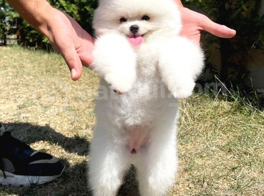 Sevimli Sempatik Pomeranian Boo Oğlumuz Lala