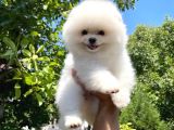Sevimli Sempatik Pomeranian Boo Oğlumuz Lala