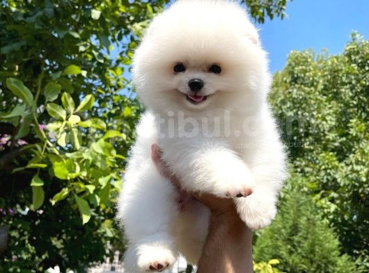 Sevimli Sempatik Pomeranian Boo Oğlumuz Lala görsel