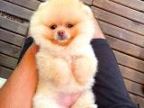 Aa Kalite Safkan  Pomeranian Oğlumuz