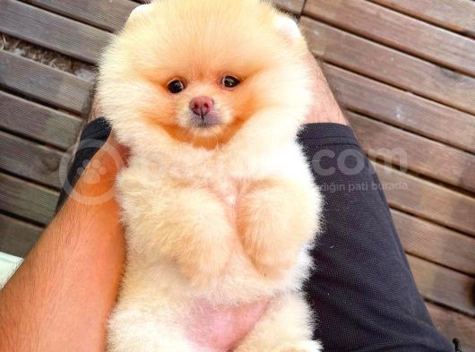 Aa Kalite Safkan  Pomeranian Oğlumuz görsel